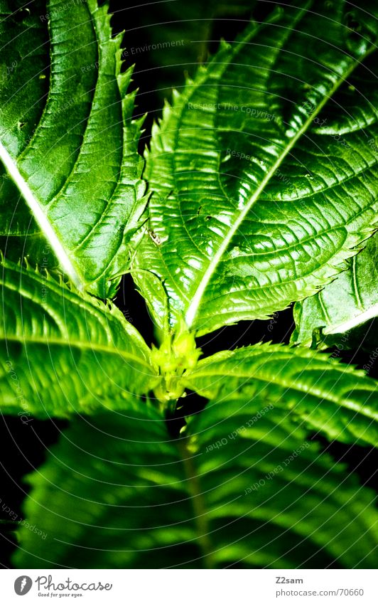 green sheet Natur grün Wachstum 5 Gesundheit Licht grow