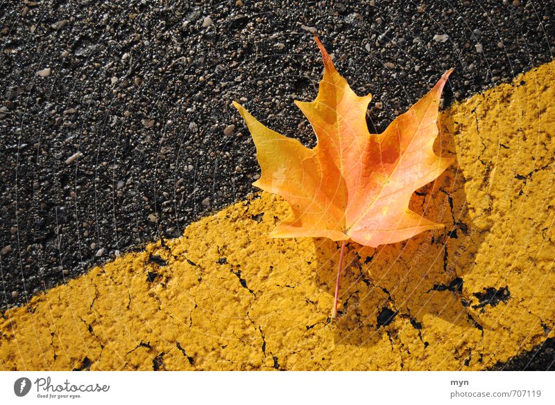 Gut getarnt durch den Herbst Umwelt Natur Schönes Wetter Pflanze Baum Blatt Grünpflanze Park Wiese Straße Verkehrszeichen Verkehrsschild alt fallen
