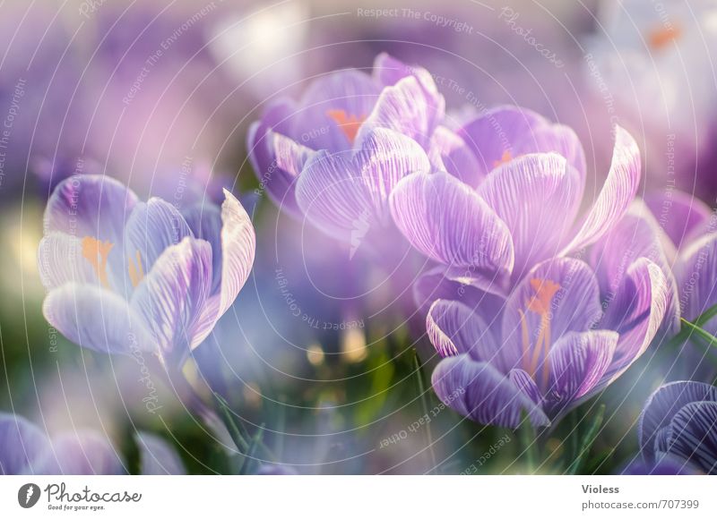 erwachen Natur Pflanze Frühling Garten Blühend natürlich violett Gefühle Freude Glück Frühlingsgefühle Krokusse aufwachen Farbfoto Außenaufnahme Makroaufnahme