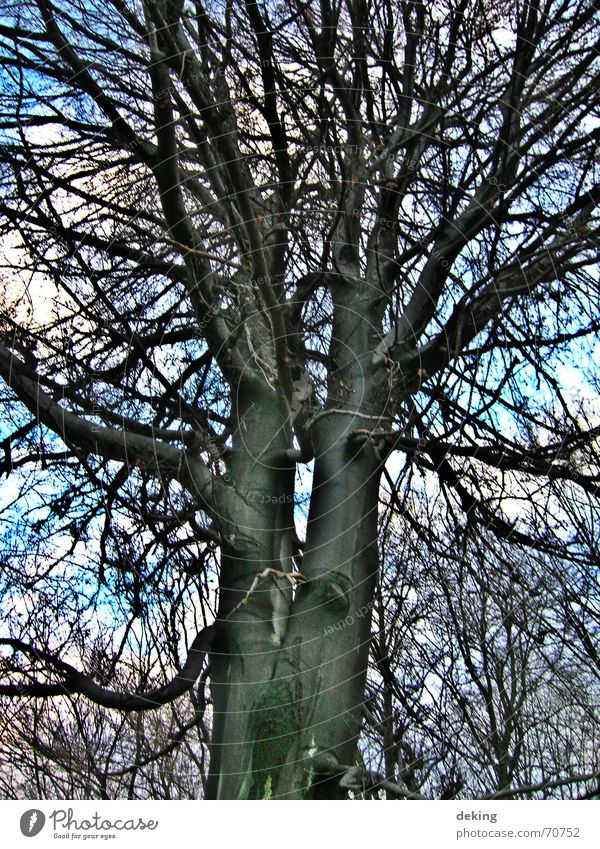 Siamesische Zwillinge Baum weiß schwarz Natur Ast Netz Baumkrone Zweig Himmel blau Niveau hoch baumportrait