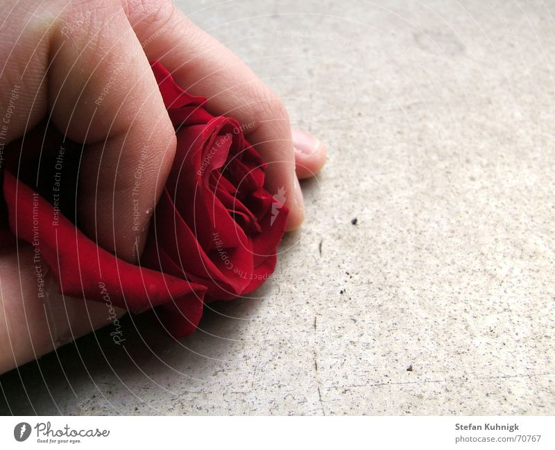 Nutzlos Rose Rosenblätter rot Hand Finger Haut Makroaufnahme Stachel Schatten