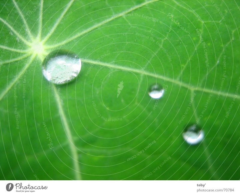 Morgentau Blatt Gefäße Licht Pflanze Wassertropfen Seil