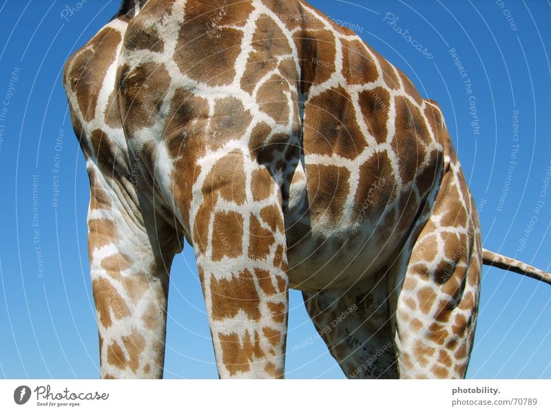 Eine Giraffe bleibt am Boden! Tier Muster groß Macht scheckig erhaben beeindruckend Afrika Wiederkäuer Himmel gewaltig Fleck blau
