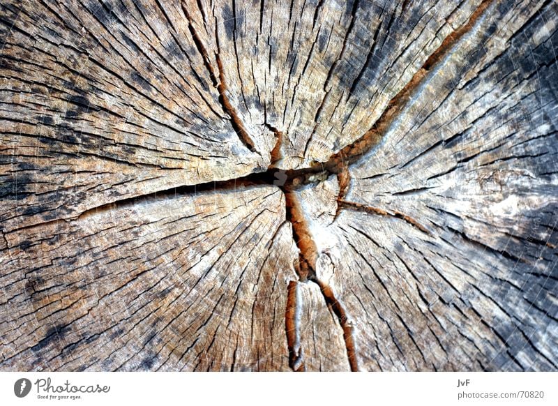 woodboow Holz Baum trocken alt Natur Falte Furche