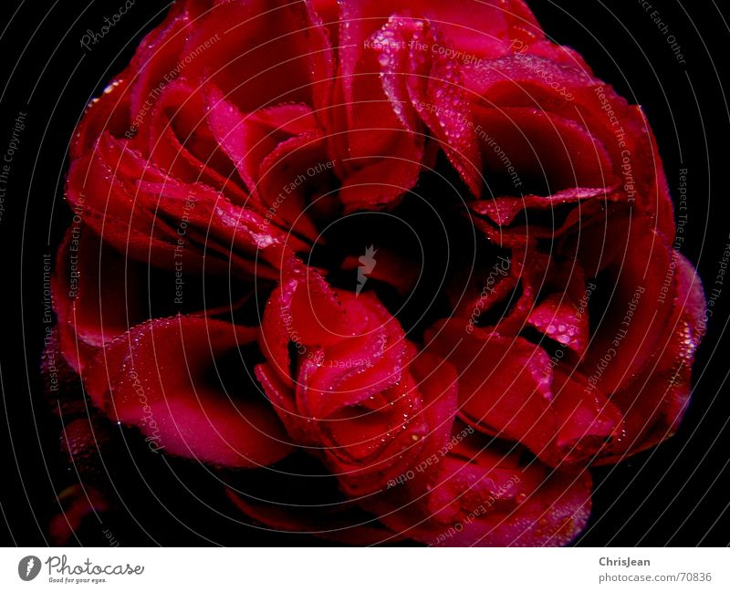 Titellos Wassertropfen Wärme Rose Blüte Zeichen nah Romantik Warme Farbe Stockrose Beweis blumenrose zeichen der liebe tröpfchen bloom warms warm colors