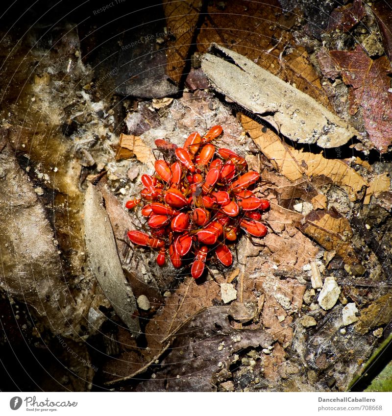 Gruppenkuscheln Natur Tier Erde Blatt Wald Urwald Käfer Wanze Tiergruppe Ekel kuschlig rot mehrere Gruppenzwang Gruppenfoto durcheinander Versammlung Kuscheln