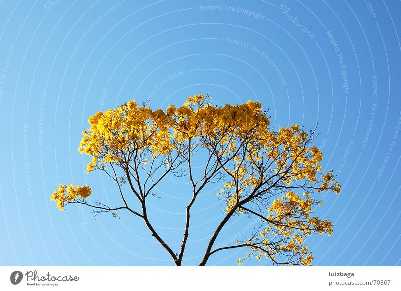 Ipe amarelo gelb Natur Blauer Himmel Brasilien tree leaf calm countryside