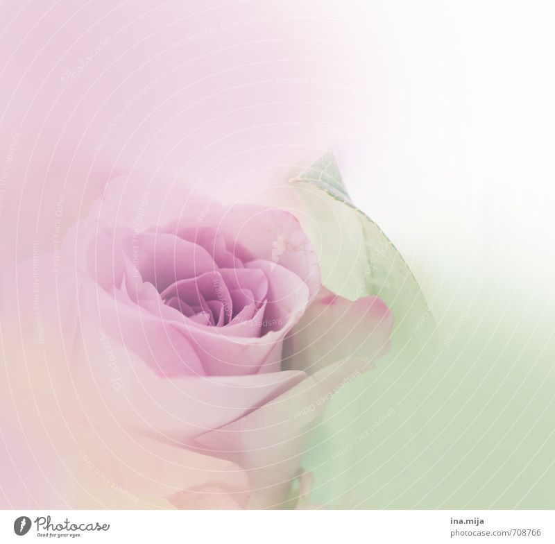 ein Hauch Rose Feste & Feiern Valentinstag Muttertag Umwelt Natur Pflanze Frühling Sommer Blume Garten Blühend unschuldig Pastellton Rosenblüte rosa violett