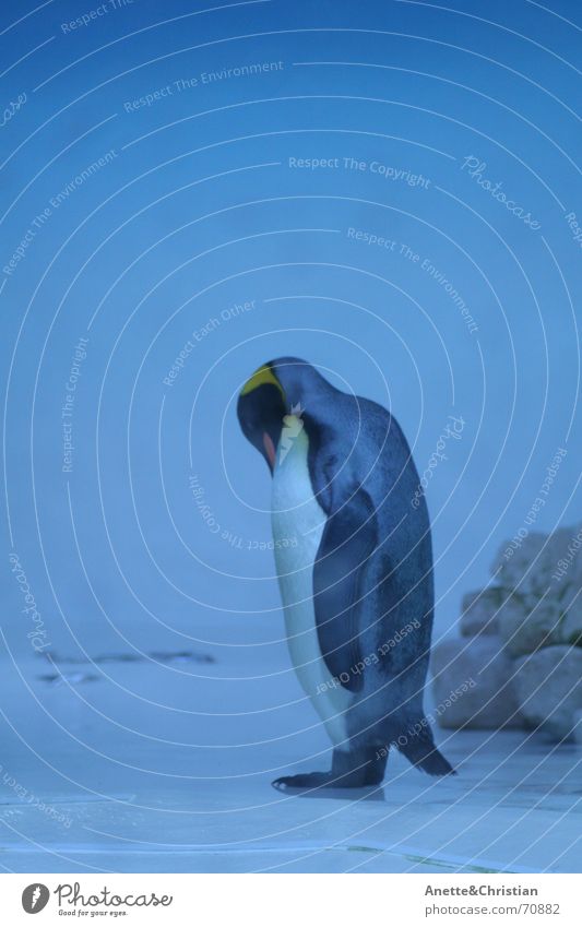 Königspinguin Pinguin Königspinguine Südpol kalt Tier blau cold Wasser