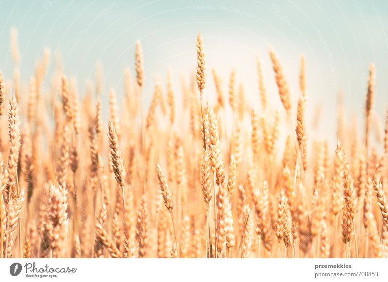 Goldener Weizen Sommer Umwelt Natur Nutzpflanze Wachstum frisch natürlich gelb gold landwirtschaftlich Ackerbau Hintergrund Müsli Mais Kornfeld Land Ohr