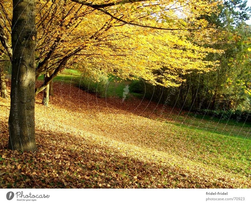 es wird Herbst schön Baum Wald Blatt Wiese Jahreszeiten Physik gelb Außenaufnahme Natur Wege & Pfade Wärme