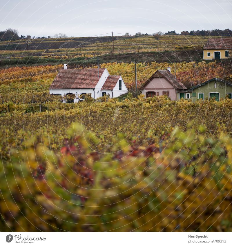 Wine Quarter im Quadrat Landschaft Herbst Pflanze Hügel Österreich Bundesland Niederösterreich Weinviertel Dorf Haus Einfamilienhaus Hütte Gebäude Gelassenheit