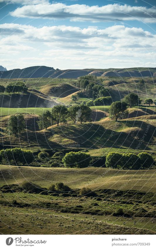 Zweiter Berg Links (+Schafe) Natur Landschaft Baum Gras Hügel grün Wiese Neuseeland Farbfoto Außenaufnahme Starke Tiefenschärfe Panorama (Aussicht)