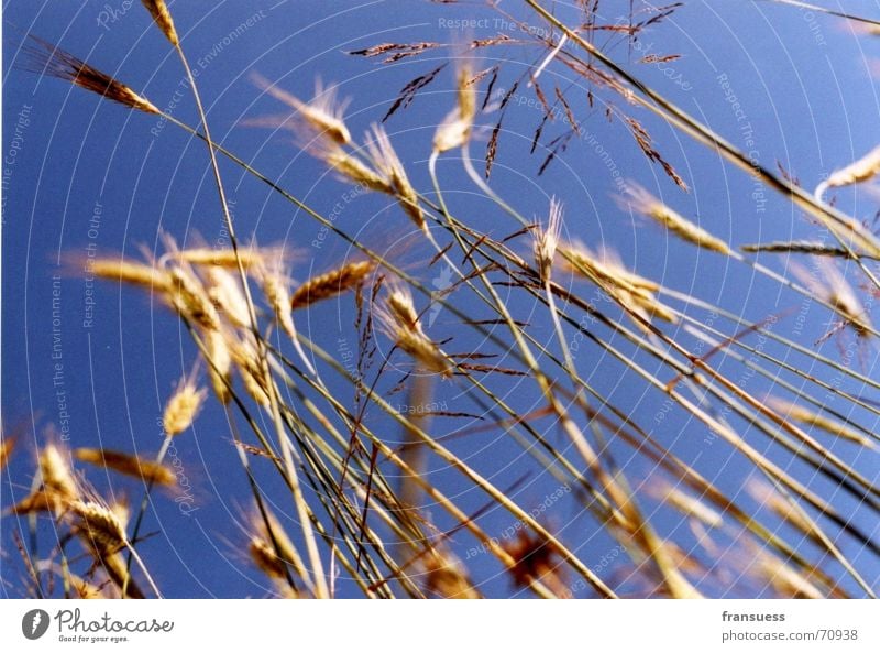 getreidehalme liegend erspäht Halm Weizen Ähren Sommer Getreide Himmel blau Natur Freude Glück