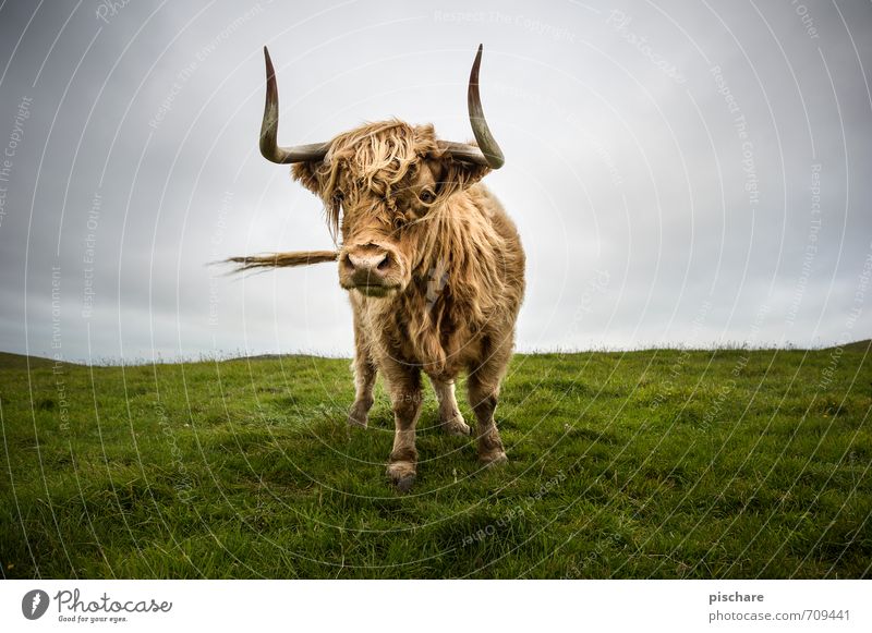 Muh Wiese Tier Nutztier Kuh 1 Neugier Rind Schottisches Hochlandrind Neuseeland Farbfoto Außenaufnahme Tag Starke Tiefenschärfe Weitwinkel Blick