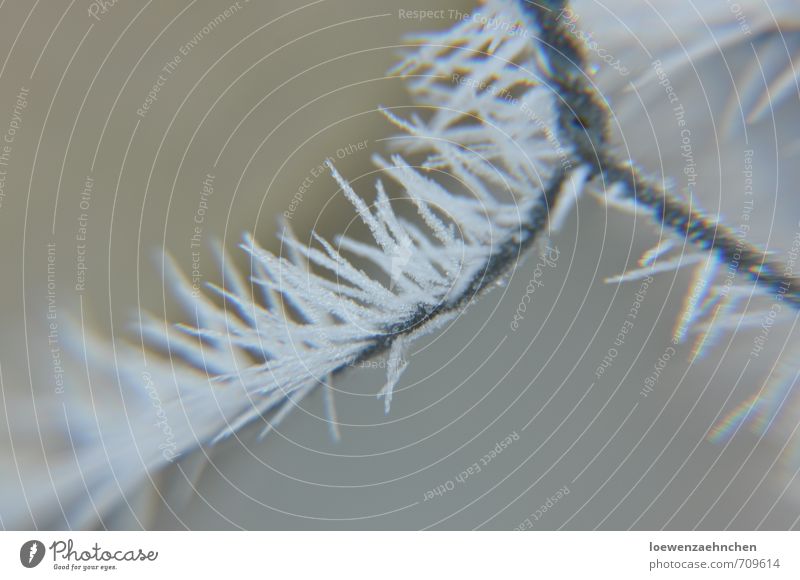 Eis am Stiel Natur Winter schlechtes Wetter Frost Metall frieren hängen Wachstum ästhetisch außergewöhnlich dünn elegant fantastisch fest einzigartig kalt