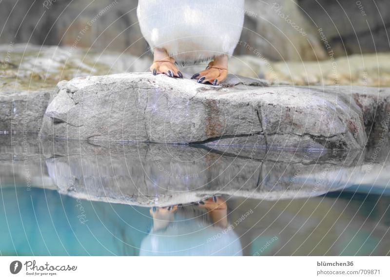 geheimnisvoll | wer bin ich? Tier Wildtier Vogel Krallen Pfote Zoo Pinguin springen stehen Tierfuß Felsen Wasser Reflexion & Spiegelung Südpol Arktis Eis