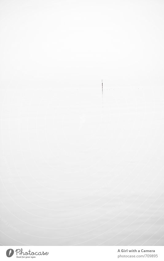 AST I Stille Umwelt Natur schlechtes Wetter Nebel Seeufer Bodensee ästhetisch außergewöhnlich elegant Originalität weiß ruhig Pfosten Gedeckte Farben Experiment