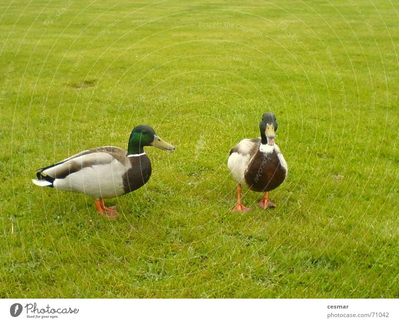 Ducks of Netherlands Vogel Gras grün 2 Ente paarweise Tierpaar