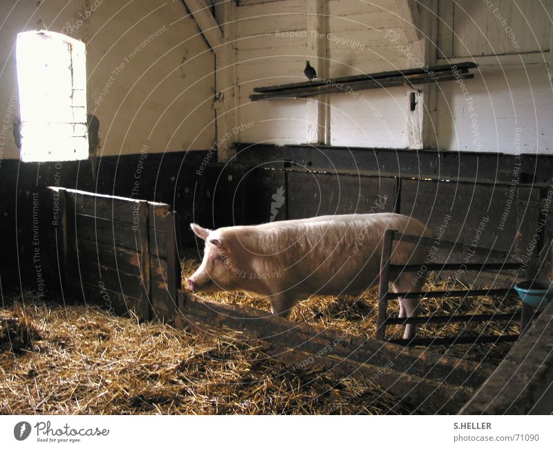 glückliches Schwein Bauernhof Landleben Stall rosa Stroh Taube Sau Vergangenheit ursprünglich ruhig Glück Frieden erstarrt nicht schlachten