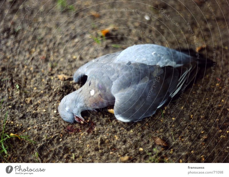 gefallen Taube schlafen blau-grau Feder Tier Vogel Tod friedlich Erde Bodenbelag mögen seelig