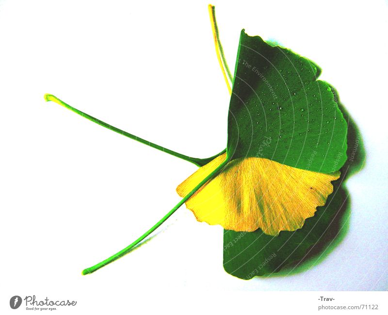 The Yellow between the Green grün gelb verdeckt Ginkgo Baum Herbst Pflanze Bodenbelag farbverlust blattverlust Vor hellem Hintergrund Makroaufnahme
