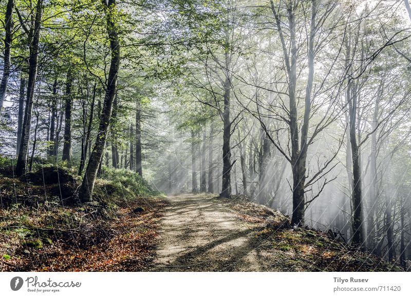 Mystische Straße durch den Wald schön Sonne Berge u. Gebirge Natur Baum Platz Wege & Pfade natürlich braun grün Farbe Frieden Holz im Inneren Spanien Europa