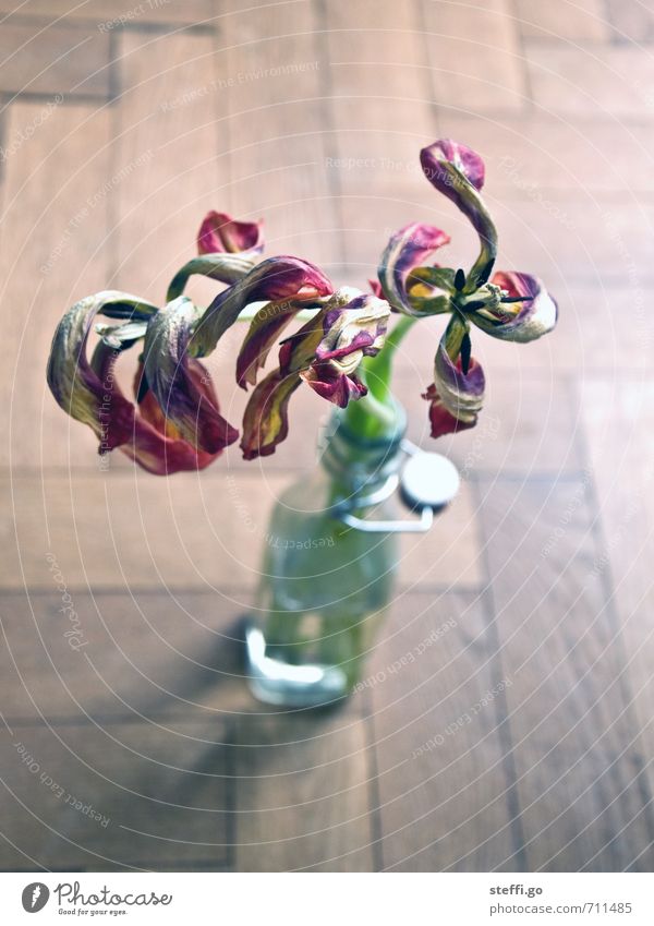 keinen Bock mehr auf Frühling! Pflanze Tulpe Blüte Flasche Vase Blühend Duft hängen verblüht dehydrieren alt hässlich natürlich trocken Ausdauer standhaft