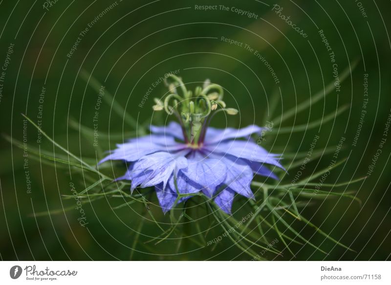 kringeling Sommer Pflanze Blume blau grün violett filigran Blütenblatt Gefäße gekringelt Baumkrone filigree blossom blue flower crown skirt Farbfoto