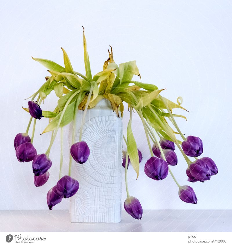 noch zu früh Stil Wohnung Pflanze Blume Tulpe alt fallen hängen dehydrieren Wachstum Häusliches Leben hässlich grün violett weiß Frühlingsgefühle schön Trauer
