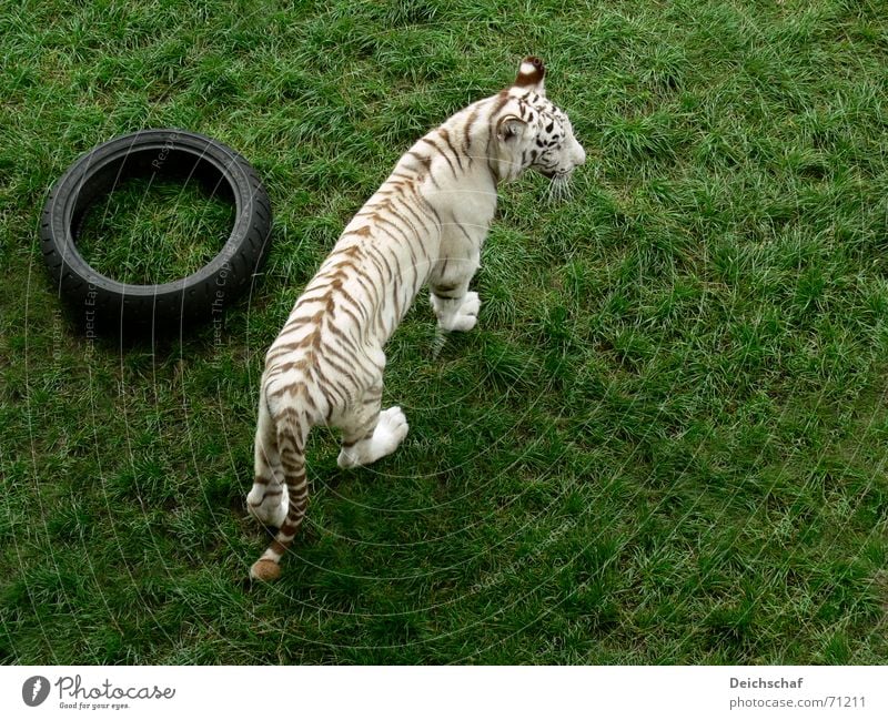 Will denn Niemand spielen? Tier Landraubtier Raubkatze Tiger Zoo weiß Vogelperspektive safaripark stukenbrock
