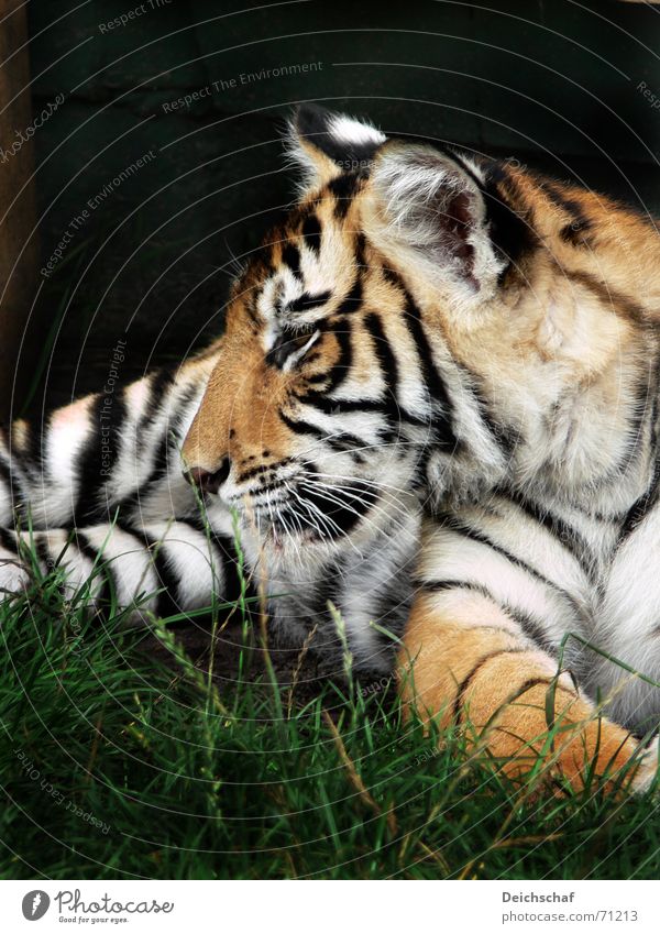 Kleiner Tiger Tier Landraubtier Raubkatze Zoo gestreift safaripark stukenbrock Tierjunges
