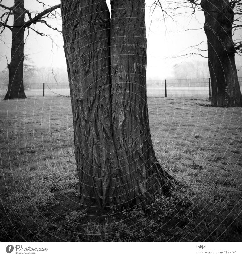 für immer Umwelt Natur Frühling Herbst Nebel Baum Baumrinde Baumstamm Park Wachstum alt außergewöhnlich dunkel Zusammensein groß grau schwarz Gefühle Einigkeit