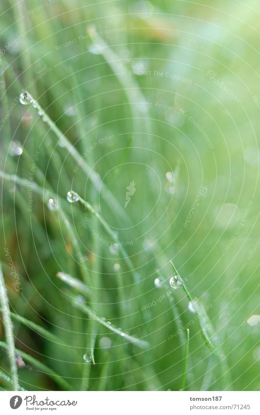 gipfeltreffen Wiese Gras grün nass frisch Seil Regen Morgen