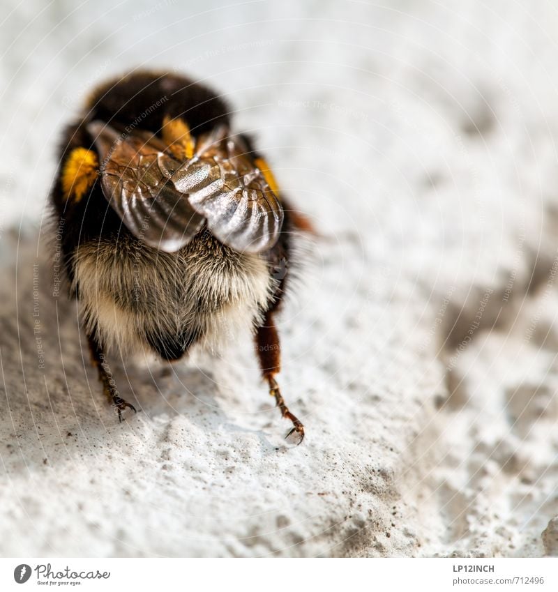 Der Bestäuber Natur Tier Hummel 1 Arbeit & Erwerbstätigkeit fliegen Umwelt Flügel Behaarung Insekt bestäuben Blume Pollen Pause Farbfoto Außenaufnahme