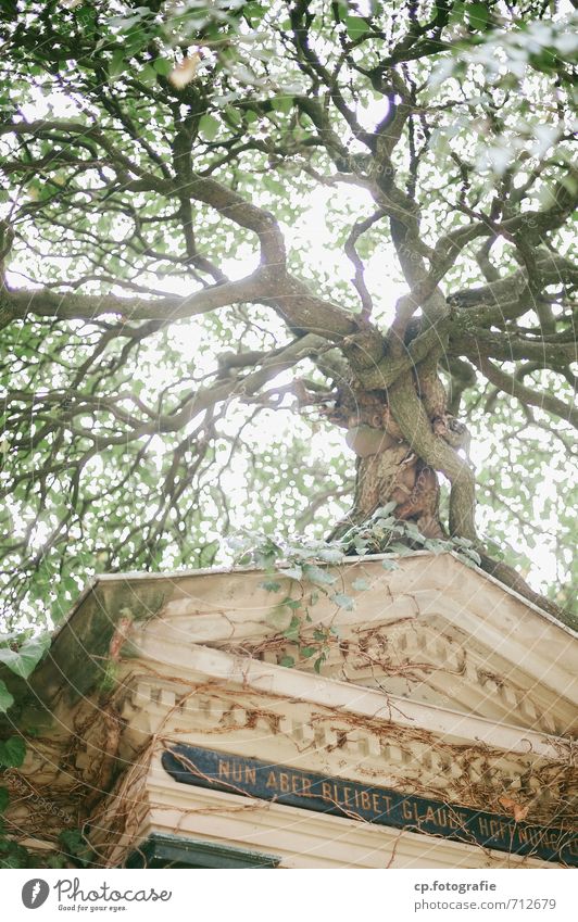 Glaube und Hoffnung Natur Pflanze Sommer Herbst Baum Mut Leidenschaft trösten Grab Friedhof Grabmal Außenaufnahme Menschenleer Tag Sonnenlicht