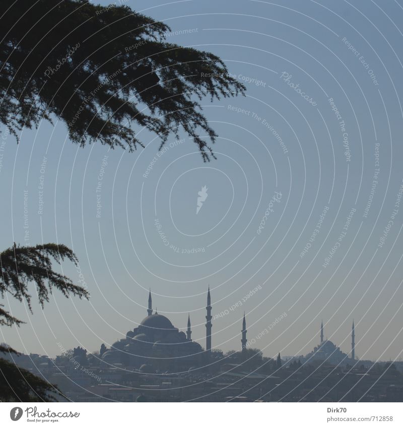 Süleymaniye- und Fatih-Moschee Ferien & Urlaub & Reisen Sightseeing Städtereise Wolkenloser Himmel Frühling Schönes Wetter Pflanze Baum Ast Kiefer Istanbul