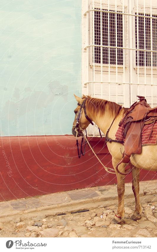 Trinidad. (I) Tier Nutztier Wildtier Pferd 1 Idylle Kuba Karibik Kolonialstil kolonial Wand mehrfarbig rot blau Fenster Gitter weiß ländlich Pflastersteine
