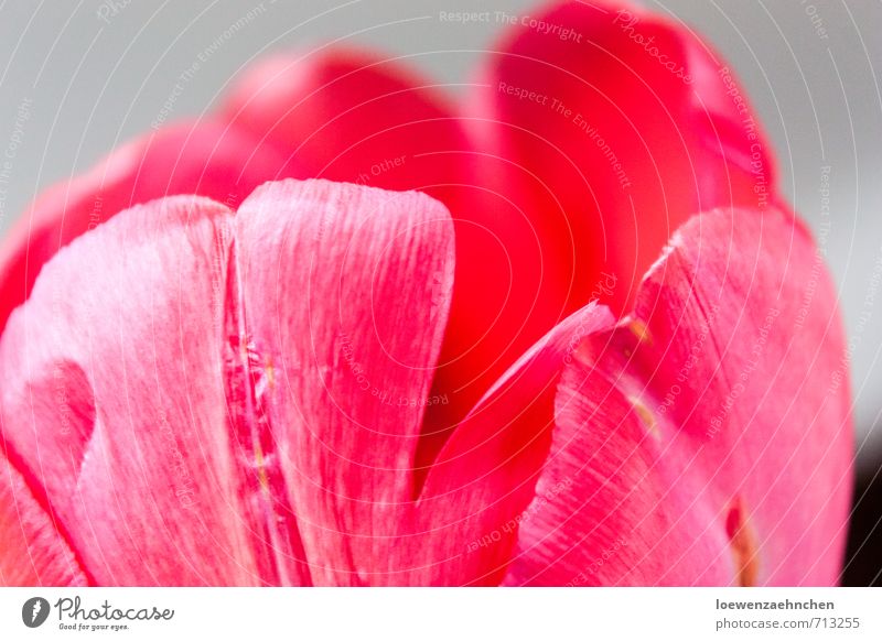 Blütenblätter Natur Pflanze Frühling Tulpe Blühend Duft elegant fantastisch schön natürlich rosa rot Frühlingsgefühle ruhig Reinheit ästhetisch Zufriedenheit