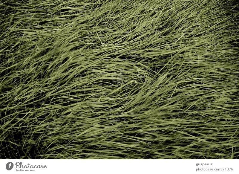 { ChaosTheorie 1ins } liegen verlegen durcheinander grün Wachstum Gras Halm Strukturen & Formen beruhigend hoch Natur gedeien gras wachsen hören auswachsen