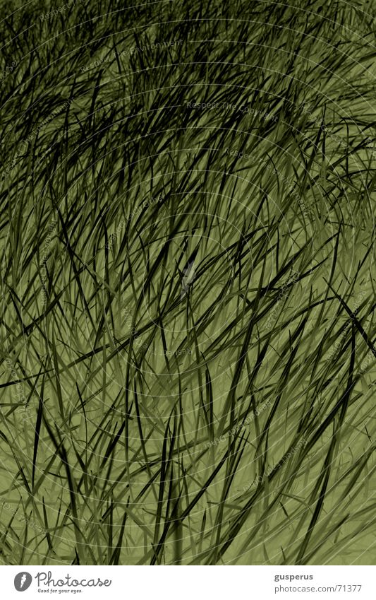 { ChaosTheorie 2wei } liegen verlegen durcheinander grün Wachstum Gras Halm Strukturen & Formen beruhigend hoch Natur gedeien gras wachsen hören auswachsen