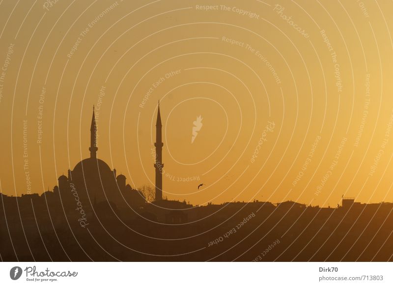 Abendlicht im Morgenland II Städtereise Sonnenaufgang Sonnenuntergang Schönes Wetter Istanbul Türkei Altstadt Skyline Turm Bauwerk Moschee Minarett Kuppeldach