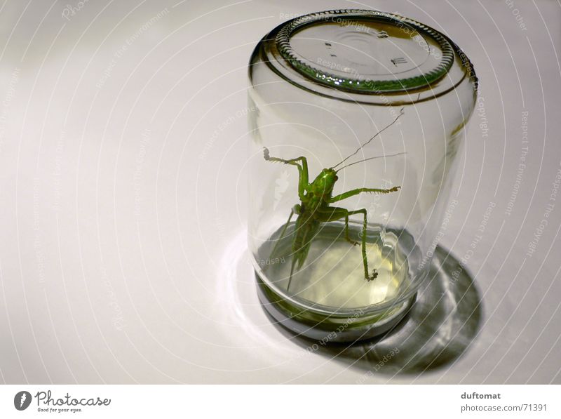 BIO-Konserve Ernährung Bioprodukte Slowfood Flasche Glas Tier Insekt Grashüpfer Heuschrecke 1 frisch groß gruselig rebellisch grün gefangen eingesperrt
