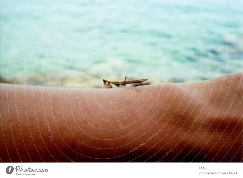alien? Gottesanbeterin Insekt Meer nah Kroatien Crès Ekel faszinierend Monster Arme Außerirdischer