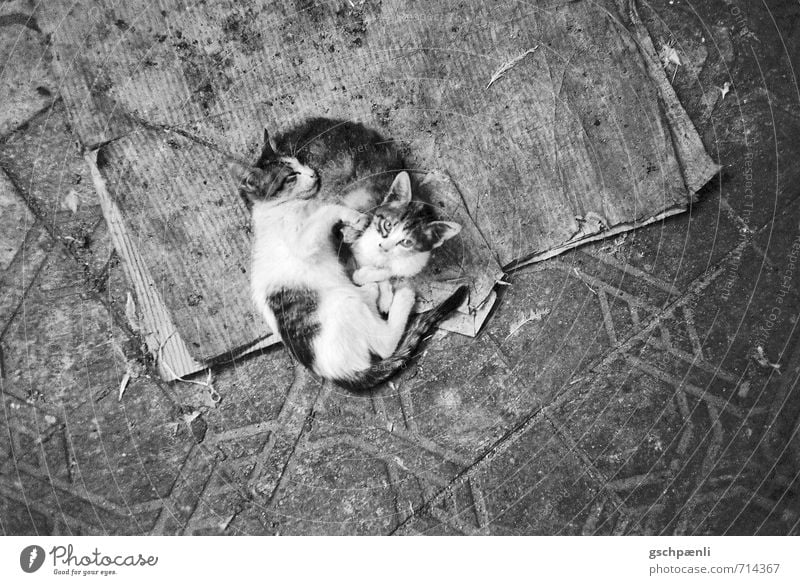 Katzenbabies auf der Strasse Tier Haustier 2 Tierjunges Tierfamilie schlafen Traurigkeit schön kuschlig klein Krankheit Vertrauen Sicherheit Warmherzigkeit