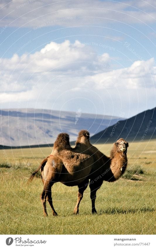 Kamel Mongolei Steppe Tier Asien Himmel Silhouette Haare & Frisuren