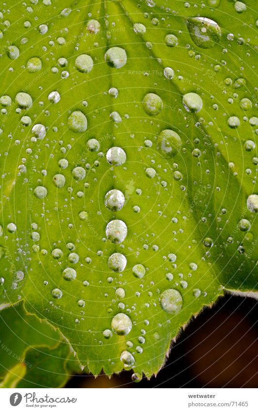 Waterdrops Wassertropfen Blatt grün nah frisch Natur Tau nass saftig Grünpflanze Frühling springen water waterdrop leave macr Makroaufnahme close fresh morning
