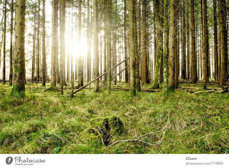back to the woods Umwelt Natur Landschaft Sonne Sonnenlicht Sommer Schönes Wetter Baum Gras Sträucher Wald Erholung nachhaltig natürlich grün Vorsicht ruhig