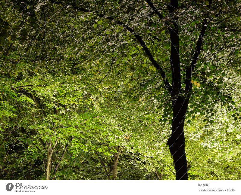 nächtliche Photosynthese Wald Licht Baum dunkel Lichtspiel grün ruhig Erholung Natur
