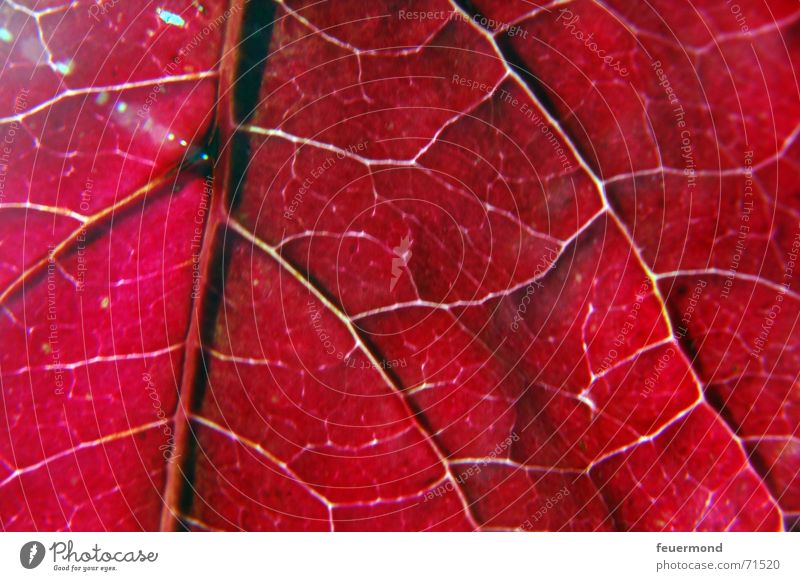 Lebensadern Gefäße Blatt Herbst rot mehrfarbig kalt Winter Baum Licht herbstlich